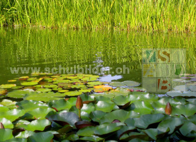 Bild Teich Natur Gewässer