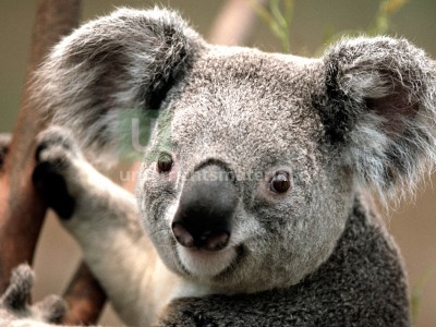 Bild Koala Tiere Saugetiere