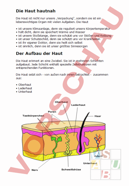 Arbeitsblatt: Die Haut Hautnah - Wirtschaft, Arbeit, Haushalt - Gesundheit