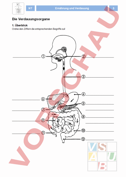 www unterrichtsmaterial ch Biologie Anatomie