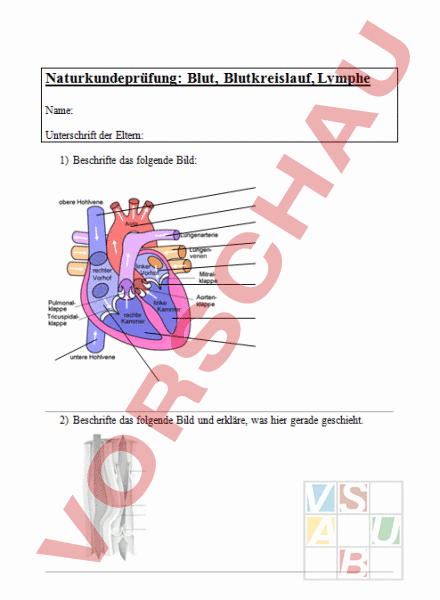 Arbeitsblatt Pr fung Blutkreislauf Biologie Anatomie Physiologie arbeitsblatt-pr-fung-blutkreislauf-biologie-anatomie-physiologie