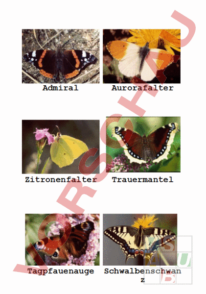 arbeitsblatt-schmetterlingsarten-biologie-anatomie-physiologie