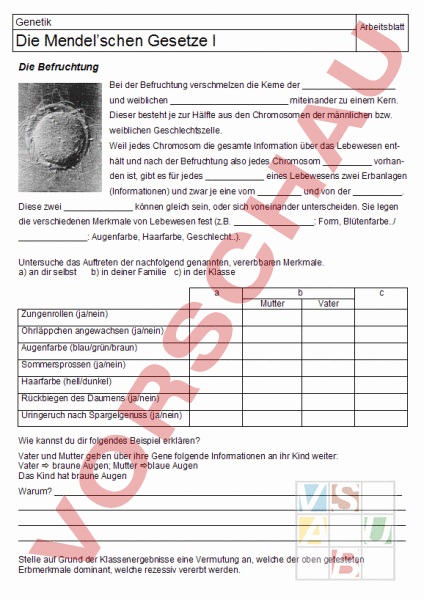 Arbeitsblatt Die Mendel Schen Gesetze Biologie Genetik
