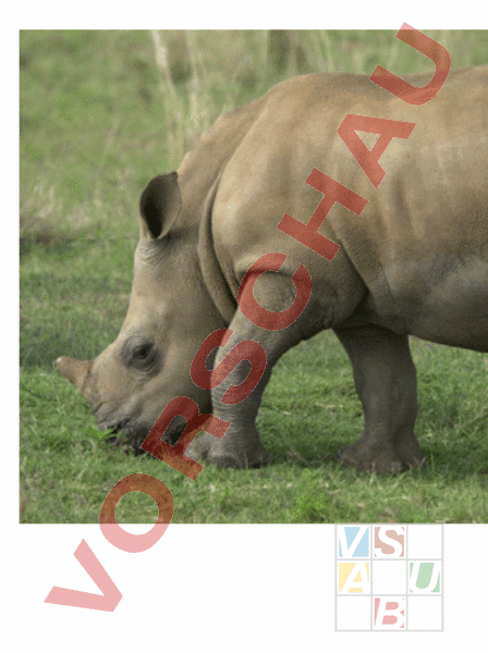 Arbeitsblatt: Das Nashorn - Biologie - Tiere