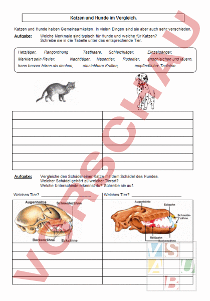 Vergleich Hund Katze Tabelle