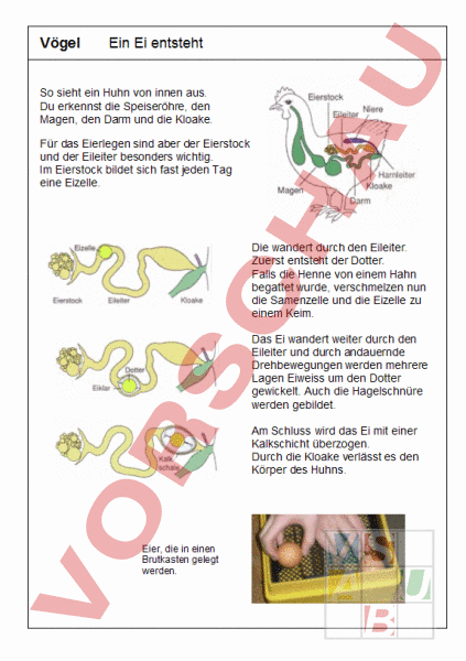 Arbeitsblatt Ein Ei entsteht