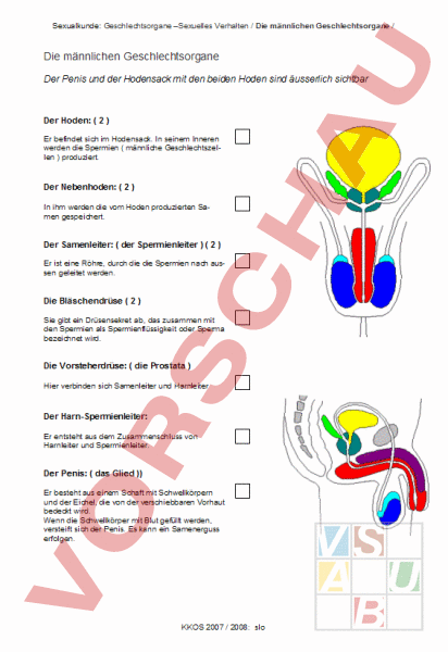 Arbeitsblatt Die M nnlichen Geschlechtsorgane Biologie Anatomie arbeitsblatt-die-m-nnlichen-geschlechtsorgane-biologie-anatomie