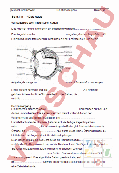 Arbeitsblatt: Auge - Biologie - Anatomie / Physiologie