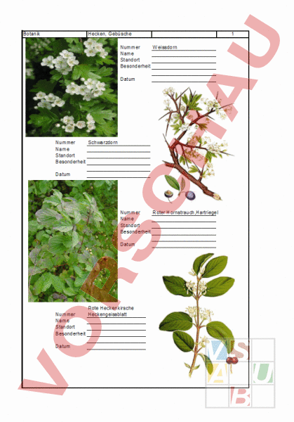 Aaron kauffman H2 image