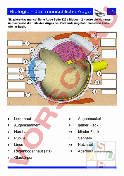 Das Menschliche Auge Arbeitsblatt
 Arbeitsblatt Das menschliche Auge Biologie Anatomie Physiologie