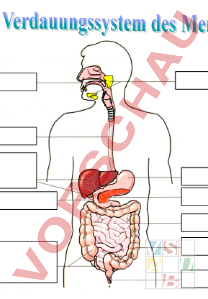 arbeitsblatt-verdauungssystem-des-menschen-biologie-anatomie