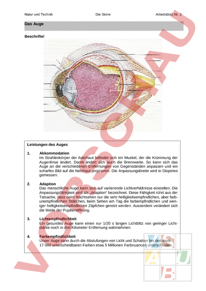 Aufbau Des Auges Arbeitsblatt
 Arbeitsblatt Aufbau des Auges Biologie Anatomie Physiologie