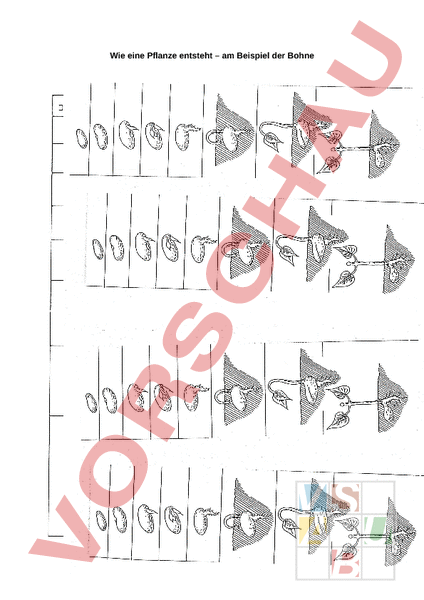 Arbeitsblatt: Keimung der Bohne - Biologie - Pflanzen / Botanik