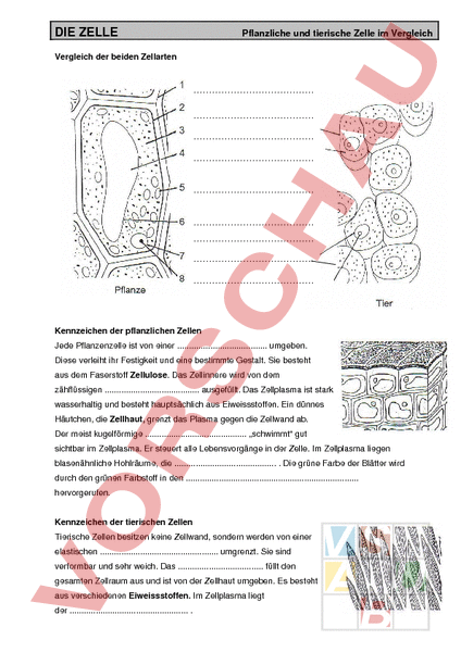 Arbeitsblatt Pflanzliche Und Tierische Zelle Im Vergleich Inkl Losung Biologie Zellbiologie Cytologie