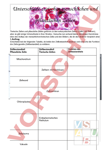 Arbeitsblatt: Zellen - Biologie - Zellbiologie / Cytologie