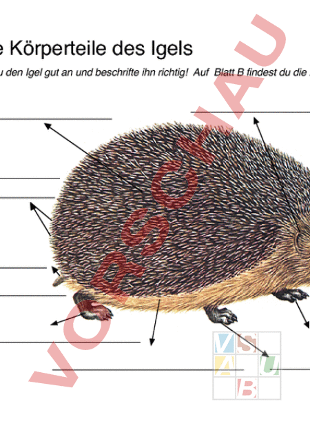 Arbeitsblatt Der Hase Und Der Igel Deutsch Wortschatz