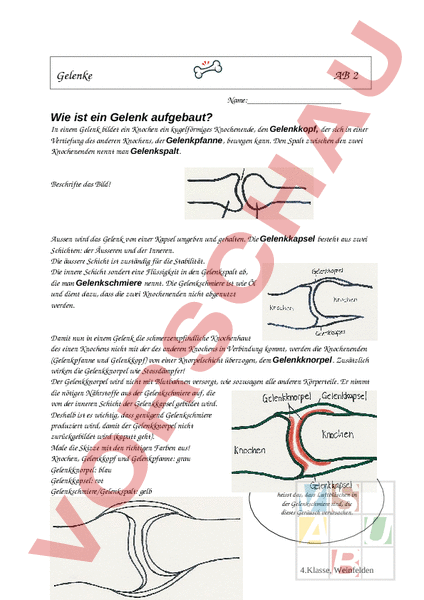 Gelenke Arbeitsblatt Kostenlos
 Arbeitsblatt Gelenke AB2 Biologie Anatomie Physiologie