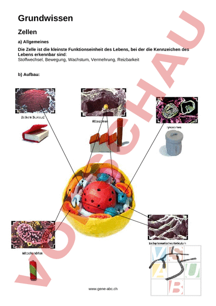 Arbeitsblatt: Grundwissen Zellen - Biologie - Genetik