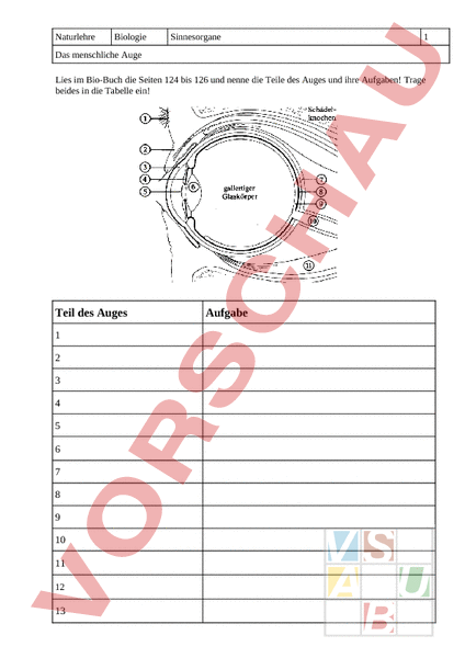 Arbeitsblatt: Das Auge - Biologie - Anatomie / Physiologie