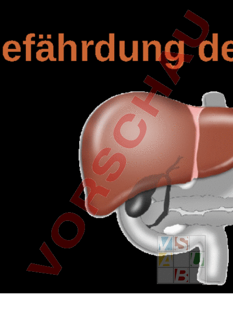 Arbeitsblatt: Verdauungsorgane-Leber - Biologie - Anatomie / Physiologie