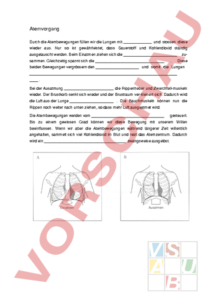 Arbeitsblatt: Atemvorgang - Biologie - Anatomie / Physiologie