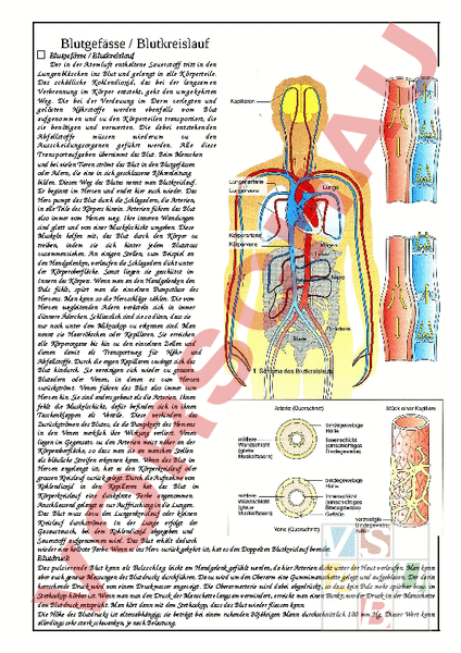 Arbeitsblatt Blutgefasse Blutkreislauf Biologie Anatomie Physiologie