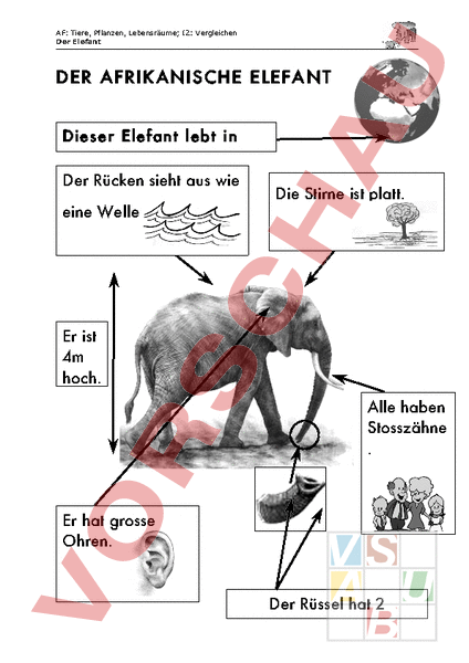 arbeitsblatt-der-elefant-biologie-tiere