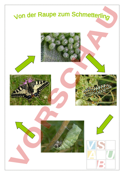 Arbeitsblatt: Von der Raupe zum Schmetterling - Biologie