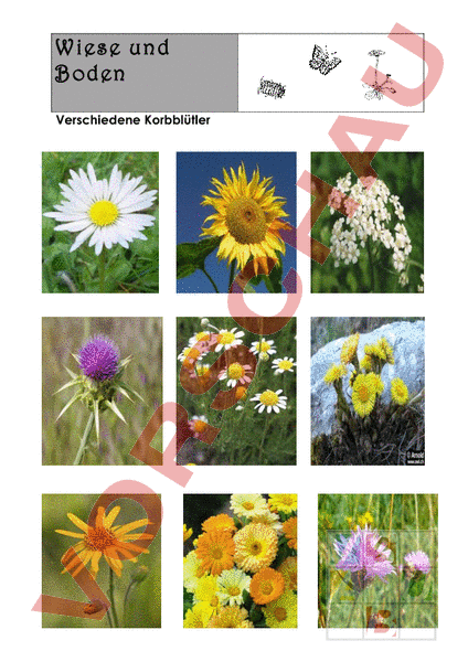 Arbeitsblatt Korbblüter Biologie Pflanzen / Botanik
