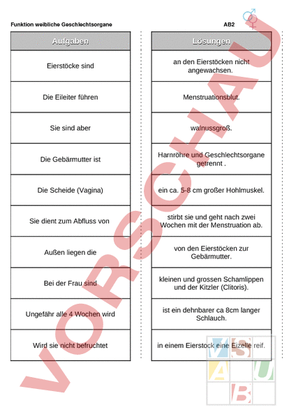 Weibliche Geschlechtsorgane Klasse 8 Frontansicht - Die ...