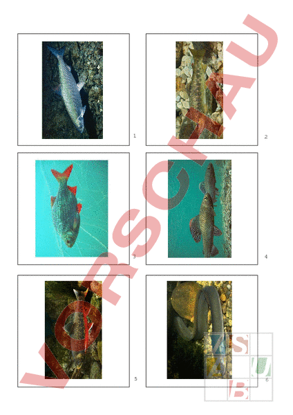 Arbeitsblatt: Memofisch (Memory einheimischer Fische) - Biologie - Tiere