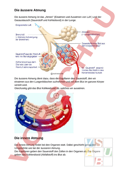 Innere und äußere atmung