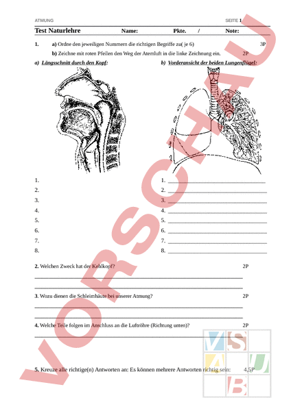 Arbeitsblatt: Test Atmung - Biologie - Anatomie / Physiologie