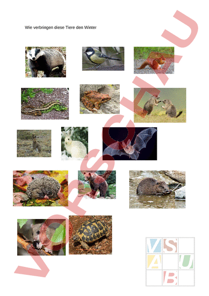 Arbeitsblatt: Tiere im Winterschlaf - Biologie - Tiere