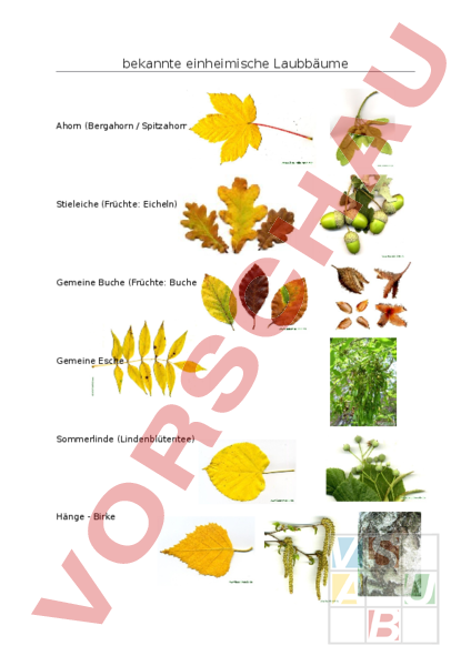 Arbeitsblatt Laubbäume Biologie Pflanzen / Botanik