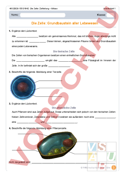 Arbeitsblatt Mitose Biologie Genetik