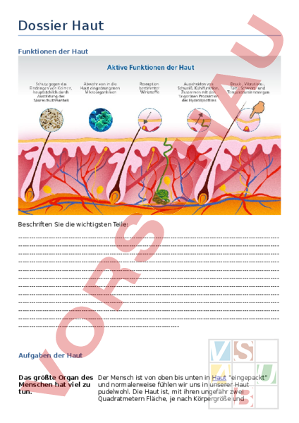 Arbeitsblatt: Dossier Haut - Biologie - Anderes Thema