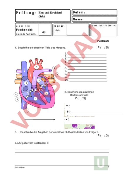 Arbeitsblatt Test Blut Kreislauf Biologie Anatomie Physiologie arbeitsblatt-test-blut-kreislauf-biologie-anatomie-physiologie