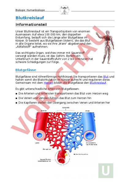 Arbeitsblatt Blutkreislauf Biologie Anatomie Physiologie arbeitsblatt-blutkreislauf-biologie-anatomie-physiologie