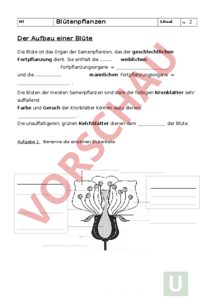 Arbeitsblatt: Bltenpflanzen - Biologie - Pflanzen / Botanik