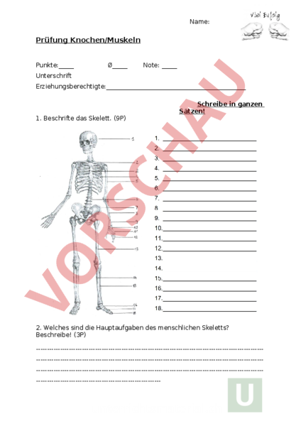 Biologie Klasse 5 Knochen Und Gelenke Arbeitsblätter Arbeitsblatt: Prüfung Knochen Muskeln - Biologie - Anatomie / Physiologie