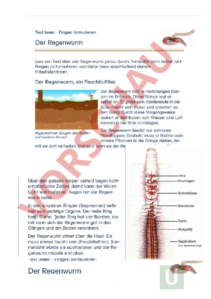 Arbeitsblatt: Der Regenwurm - Biologie - Tiere