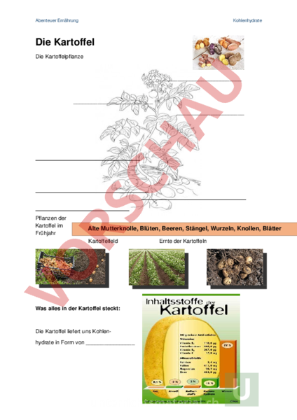 Arbeitsblatt Kartoffel Kartoffel Arbeitsblatt
Arbeitsblatt Kartoffel