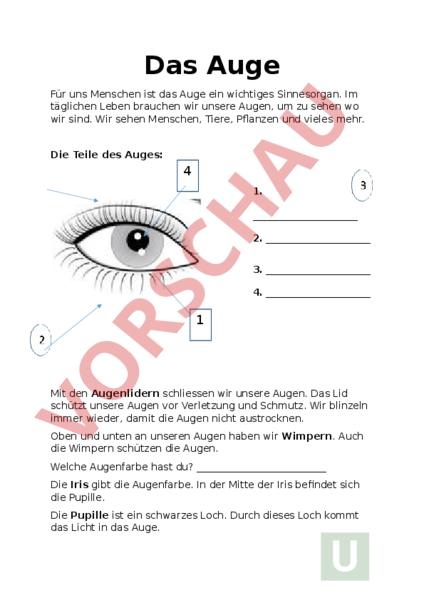 Arbeitsblatt Auge
 Arbeitsblatt Das Auge Biologie Anatomie Physiologie
