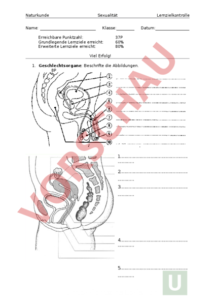 Biologie Männliche Geschlechtsorgane Arbeitsblatt Arbeitsblatt: Lernkontrolle Sexualität - Biologie - Anatomie / Physiologie