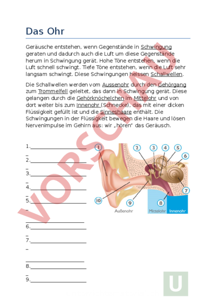 Das Ohr Arbeitsblatt Mit Lösungen Arbeitsblatt: Das Ohr - Biologie - Anatomie / Physiologie