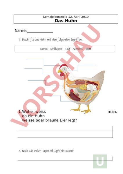 Arbeitsblatt: Lernkontrolle - das Huhn - Biologie - Tiere
