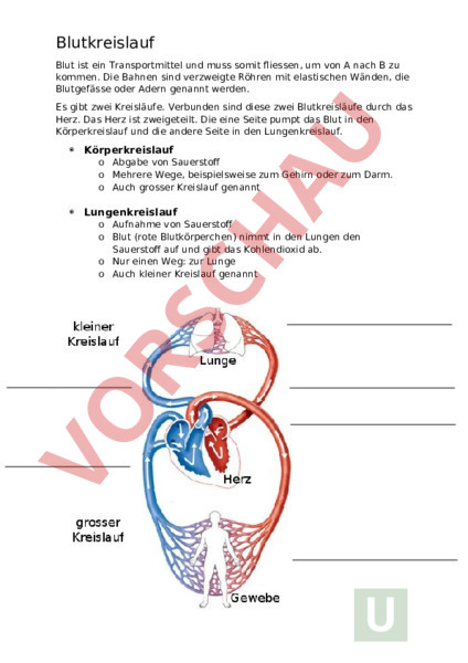 Arbeitsblatt Blutgefasse Blutkreislauf Biologie Anatomie Physiologie