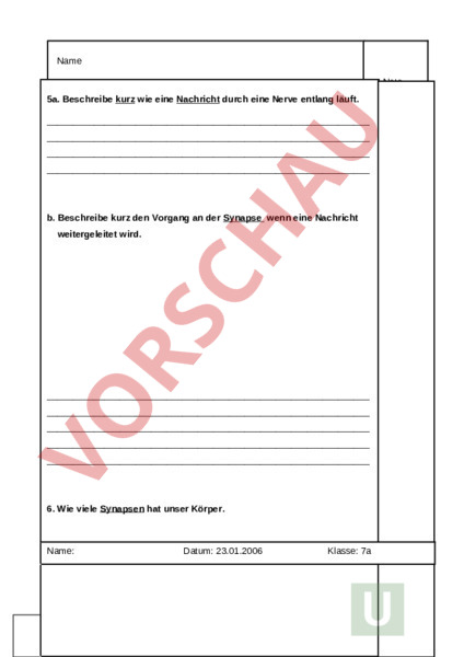 Arbeitsblatt Nerven Test Mit Losung Biologie Anatomie Physiologie