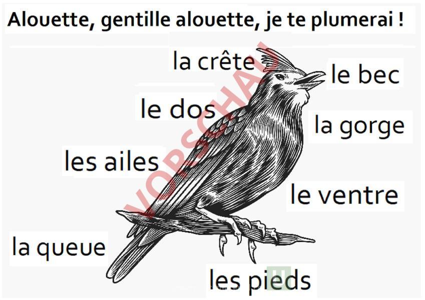 Arbeitsblatt Alouette, gentille alouette Französisch Wortschatz